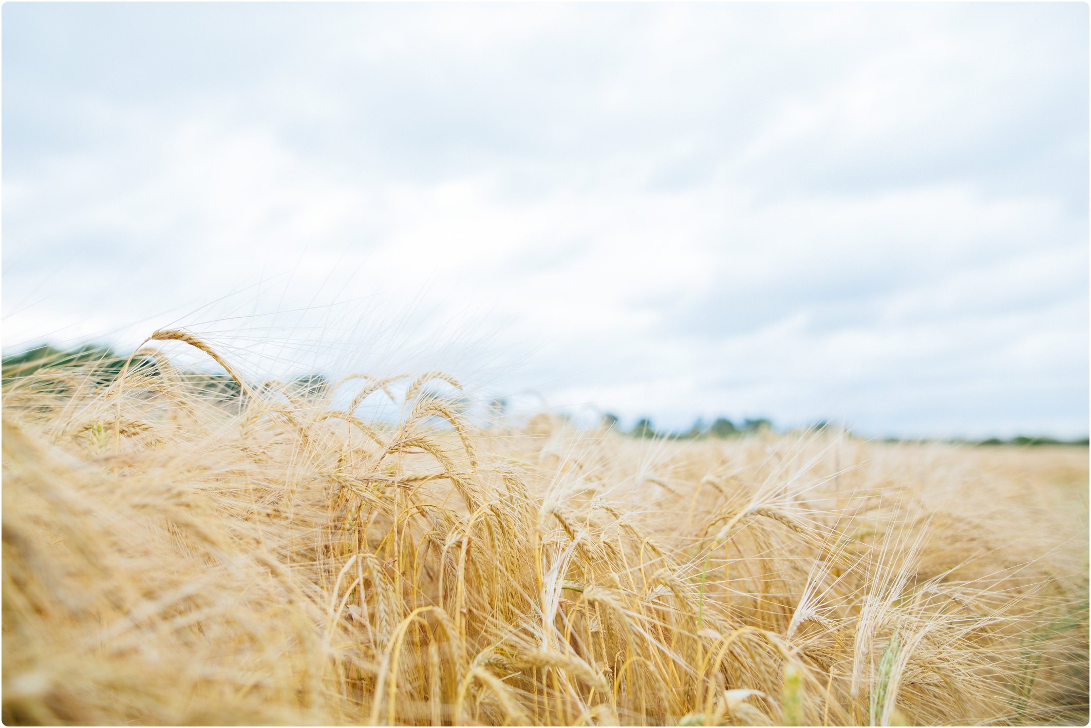 Swallows Nest Barn corn fields