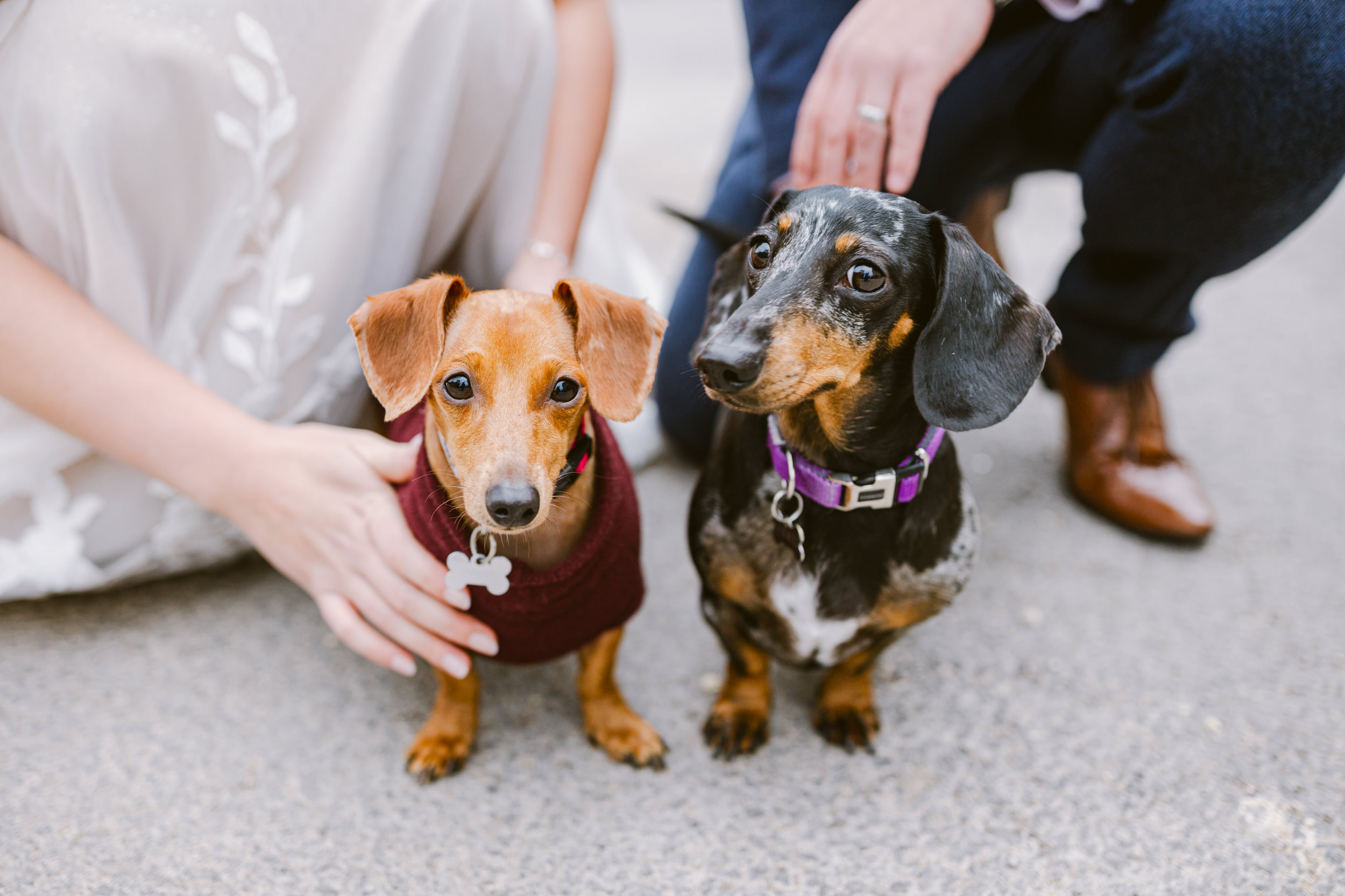 two dog wedding guests being held by the bride and groom during an Elmore Court wedding day